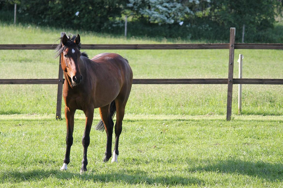 Anden særlig race Bogart billede 7