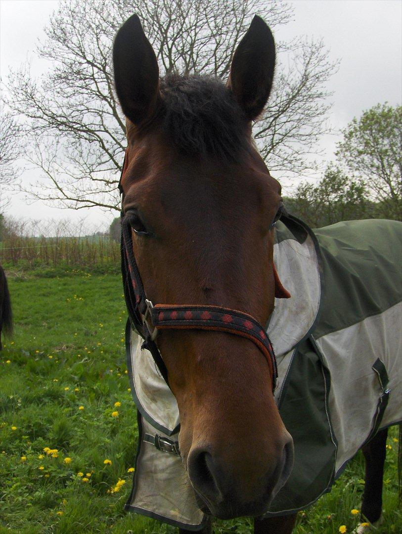 Oldenborg Bellinda Skovlyst billede 10