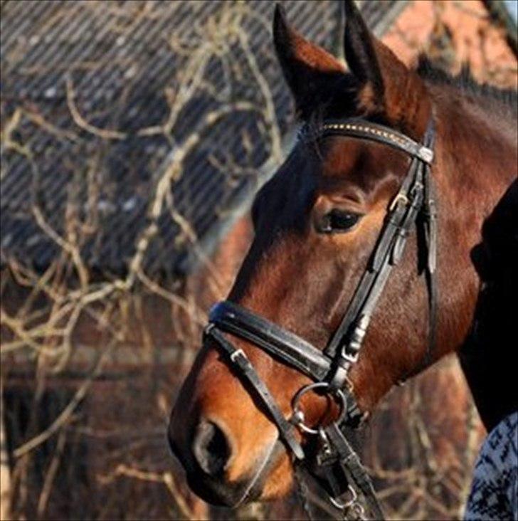 Oldenborg Bellinda Skovlyst -  3 år og begyndt tilridning billede 2