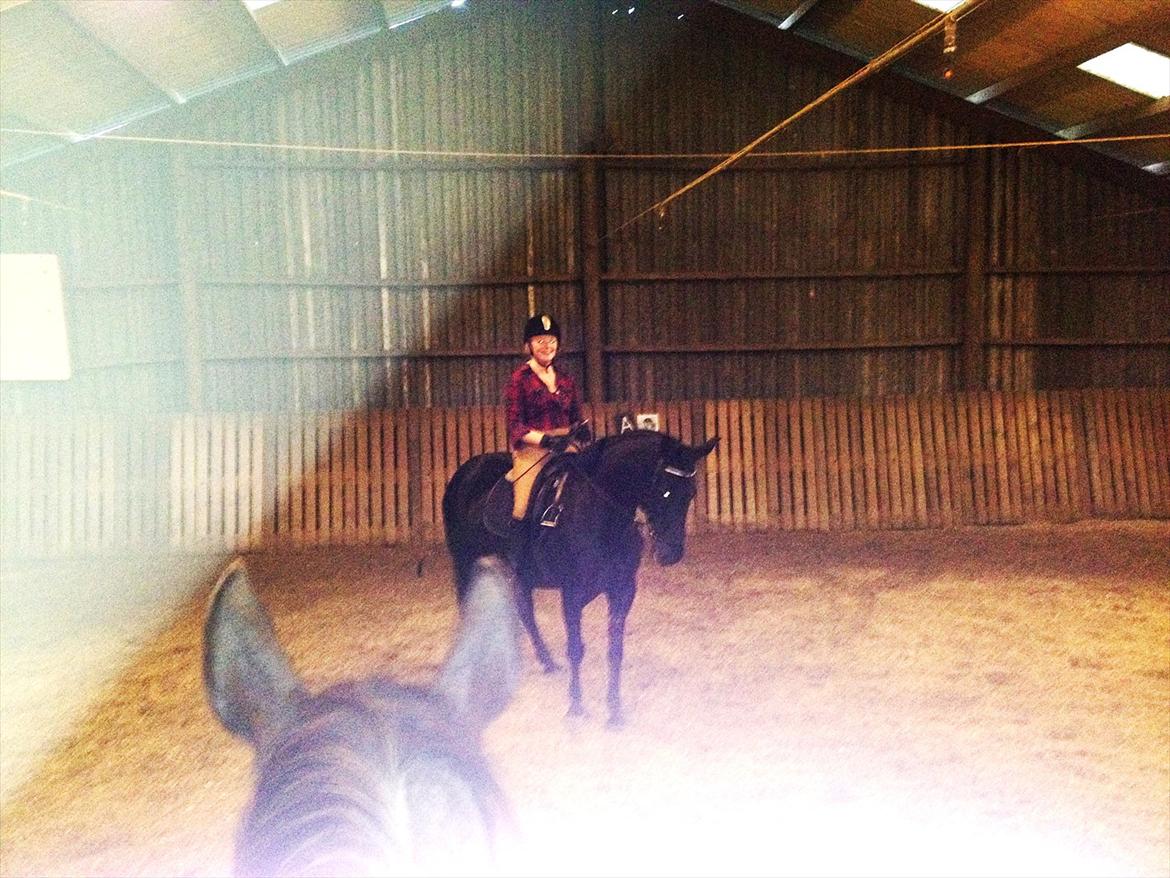 Anden særlig race Gipsy billede 11