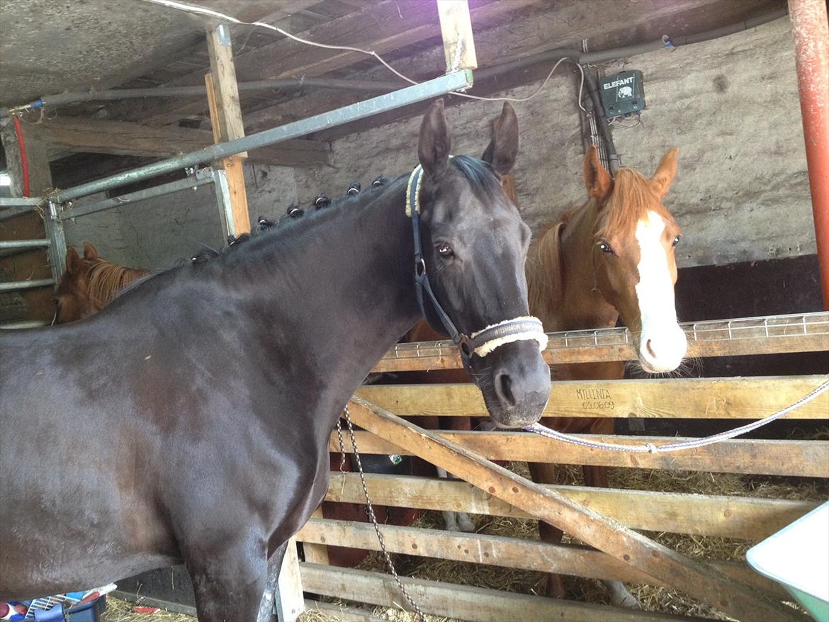 Anden særlig race Gipsy billede 10