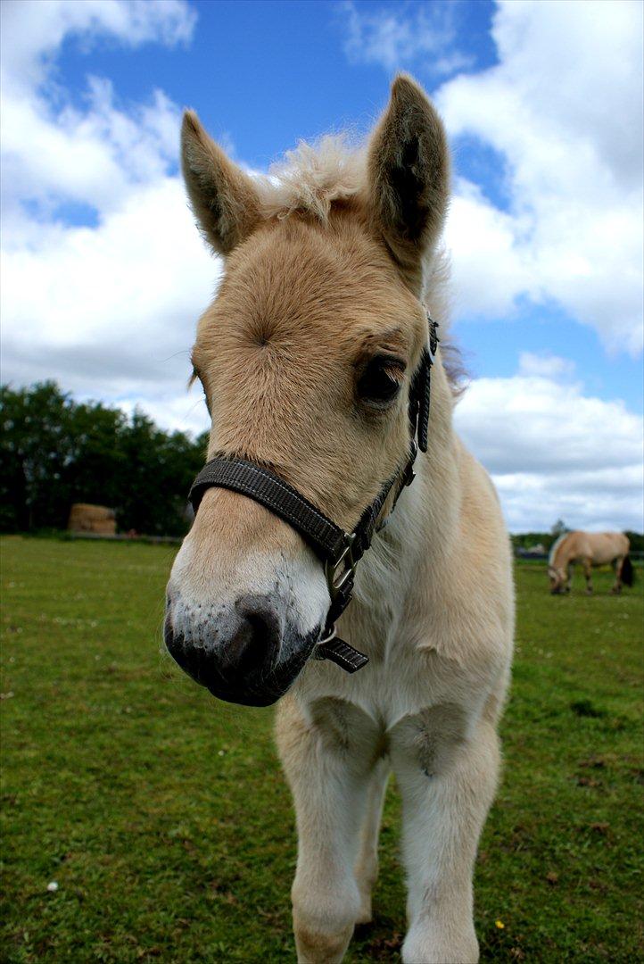 Fjordhest Klostermarkens Freja billede 12