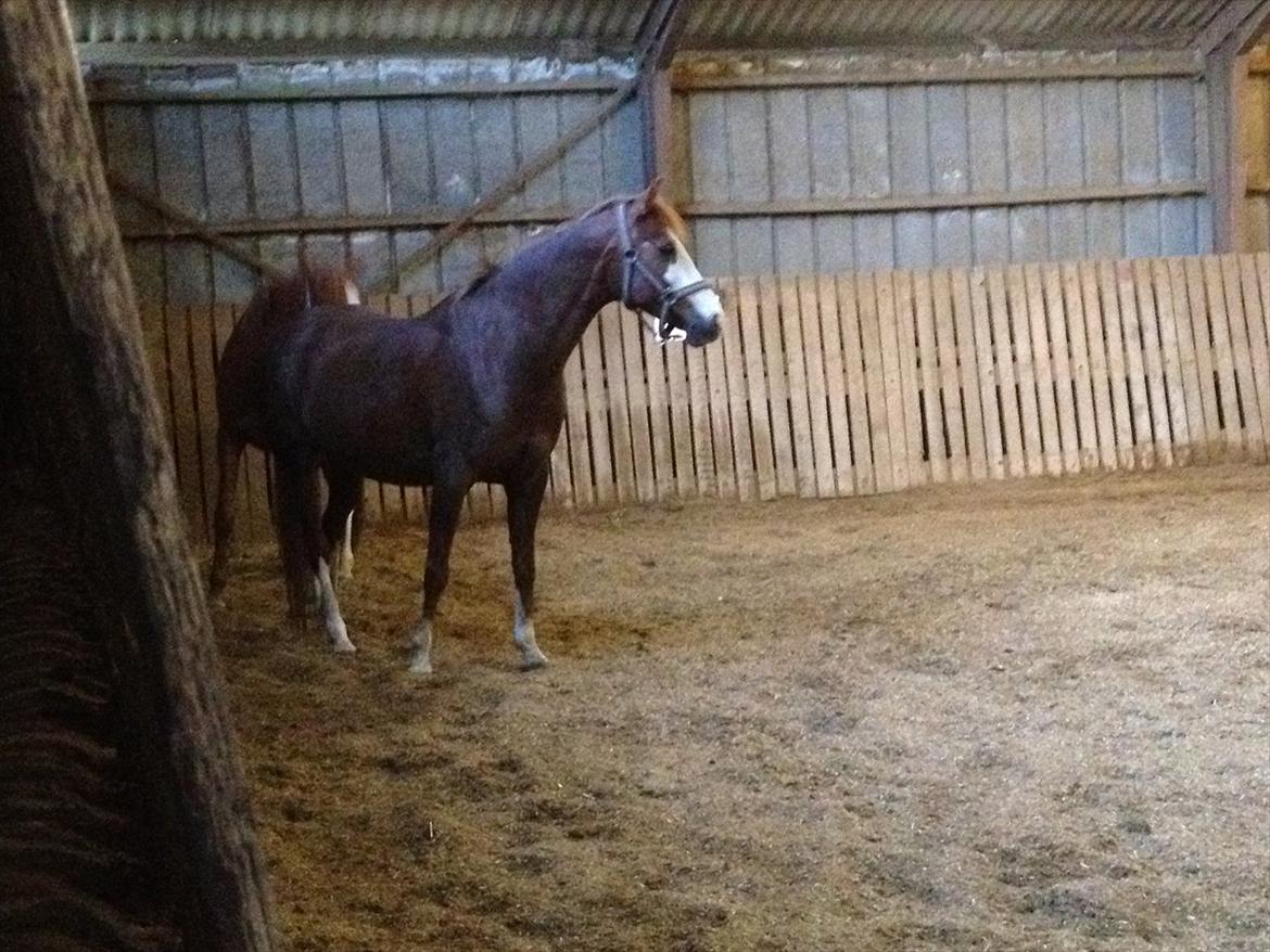 DSP Ofelia  billede 5