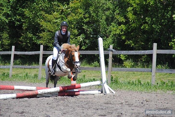 Anden særlig race mounty - caroline og mounty 
til stævne i MÅR D. 2-6 2012
super godt billede. min lille spring pony
 billede 20