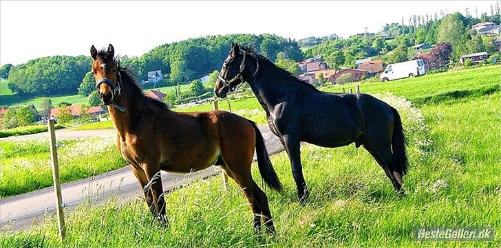 Anden særlig race Wasabi billede 8