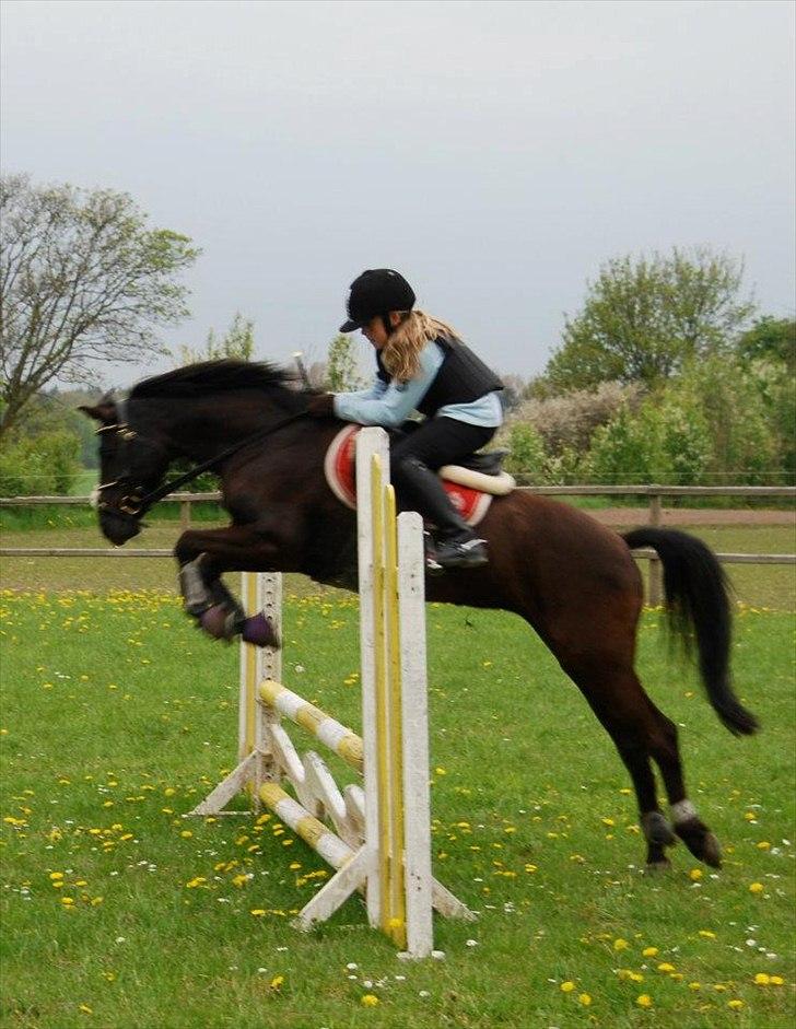 New Forest Goldhorn's Mauritia - Nala til træning på den "farlige" bølge :) billede 1