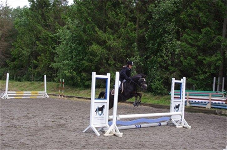 New Forest Goldhorn's Mauritia - LC Epona Juni 2012 billede 2