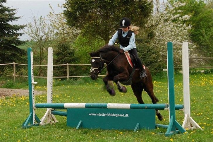 New Forest Goldhorn's Mauritia billede 3