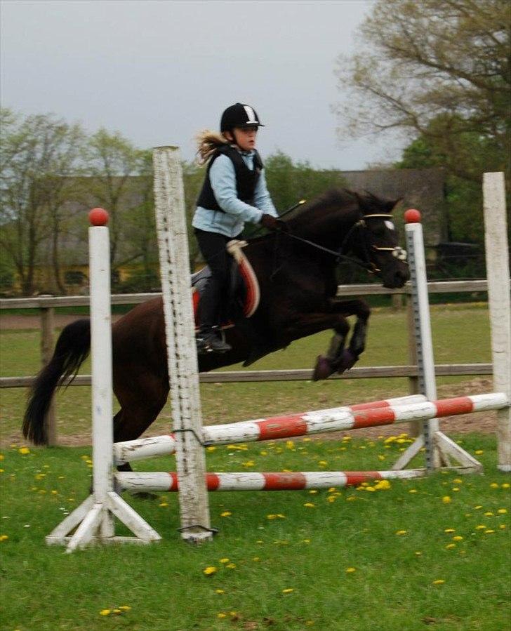 New Forest Goldhorn's Mauritia billede 4