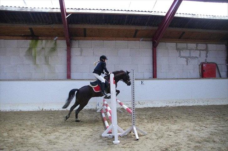 New Forest Goldhorn's Mauritia - 60 cm Epona April 2012 billede 5