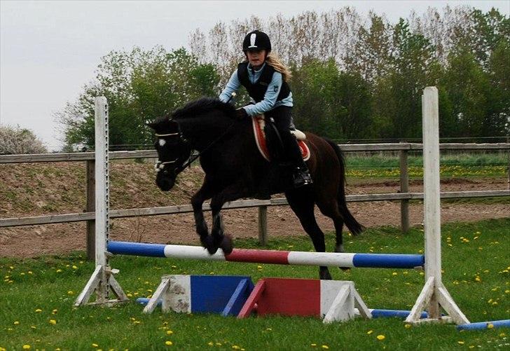 New Forest Goldhorn's Mauritia billede 6