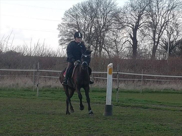 New Forest Goldhorn's Mauritia - Dressur hjemme  billede 7