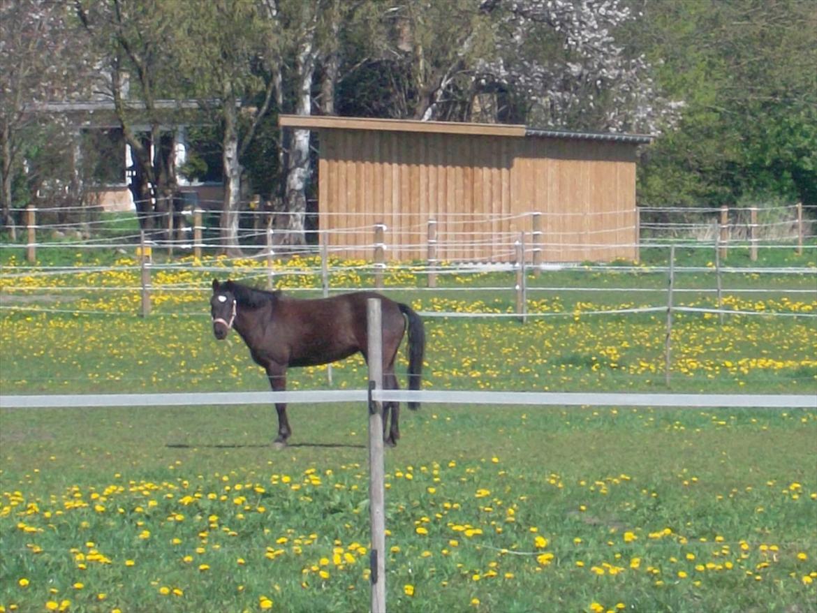New Forest Goldhorn's Mauritia - Nala på Fold billede 8