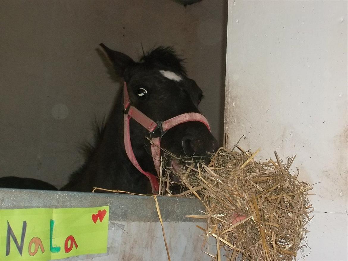 New Forest Goldhorn's Mauritia - Guf guf halm i boksen billede 9