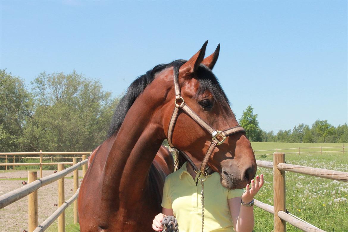 Dansk Varmblod Ruder Es Havdal - Smukke!!! billede 18