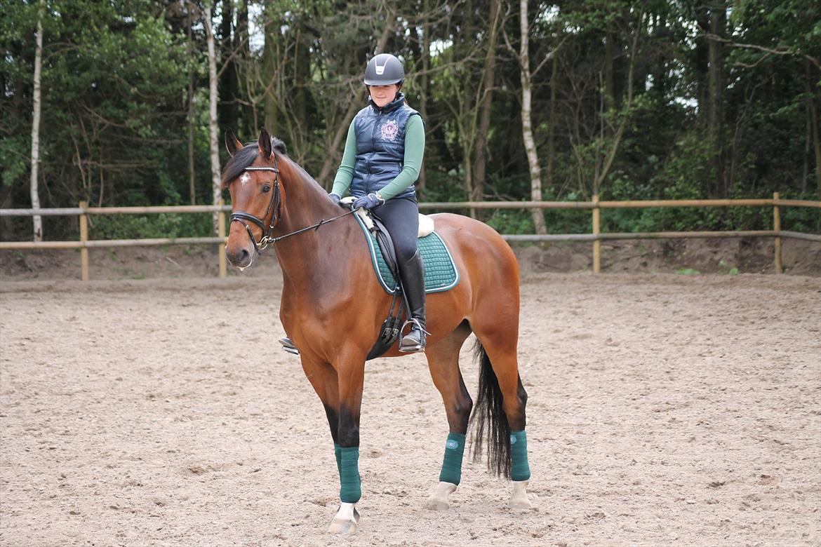 Dansk Varmblod Ruder Es Havdal - Fine Ruder! :) billede 17