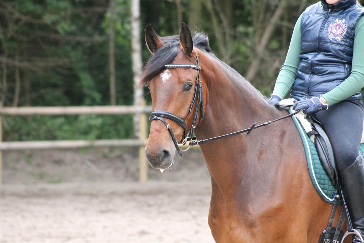 Dansk Varmblod Ruder Es Havdal - For lækker, leger rigtig fotomodel :D  billede 20