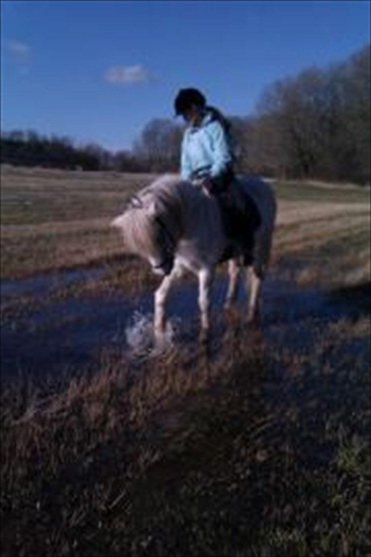 Islænder Perla fra Randrup billede 16