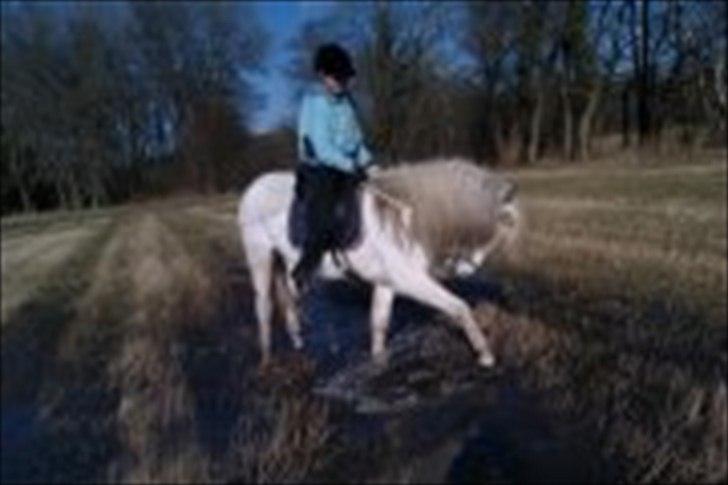 Islænder Perla fra Randrup billede 5