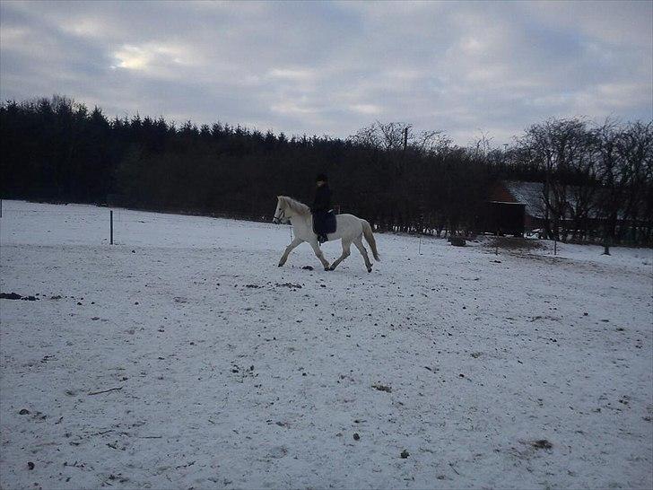 Islænder Perla fra Randrup billede 17