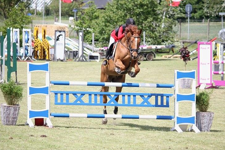 Dansk Varmblod Rolsted´s Cashot - Til mesteskab i Holstebro <3 billede 12