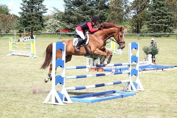 Dansk Varmblod Rolsted´s Cashot billede 13