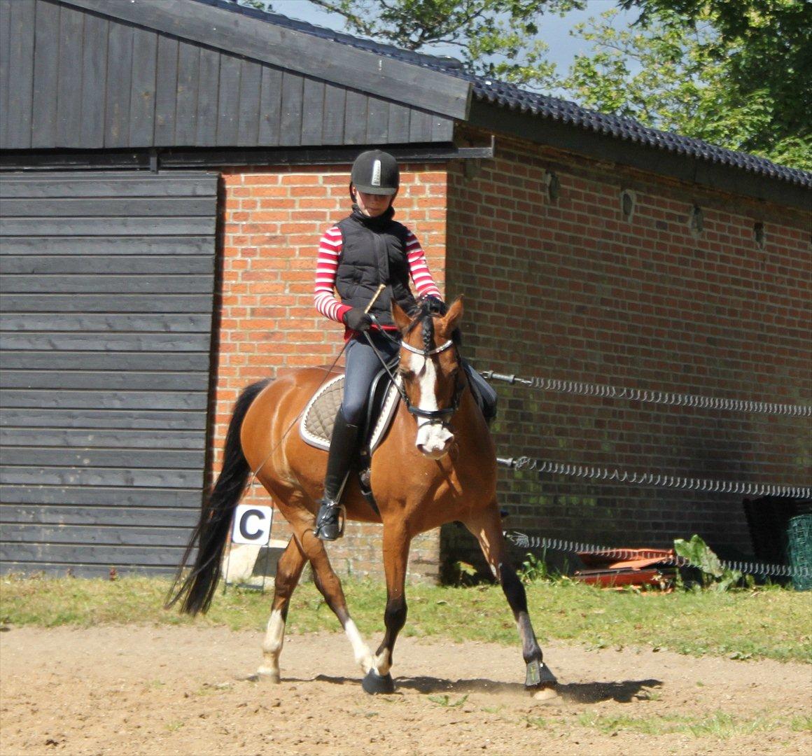 Anden særlig race Millenium Star    -Dressur stjerne<3 - Juni 2012 billede 3