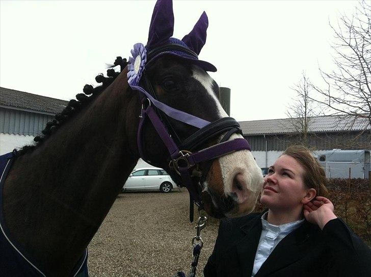 Dansk Varmblod Askemosegaards Ram Á Jean billede 20