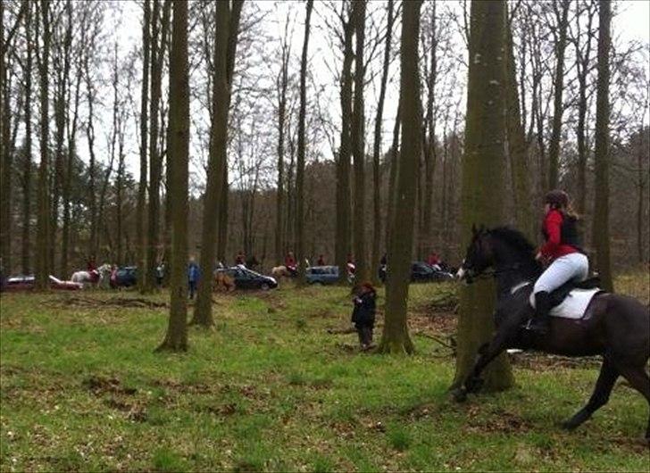 Dansk Varmblod Askemosegaards Ram Á Jean billede 21