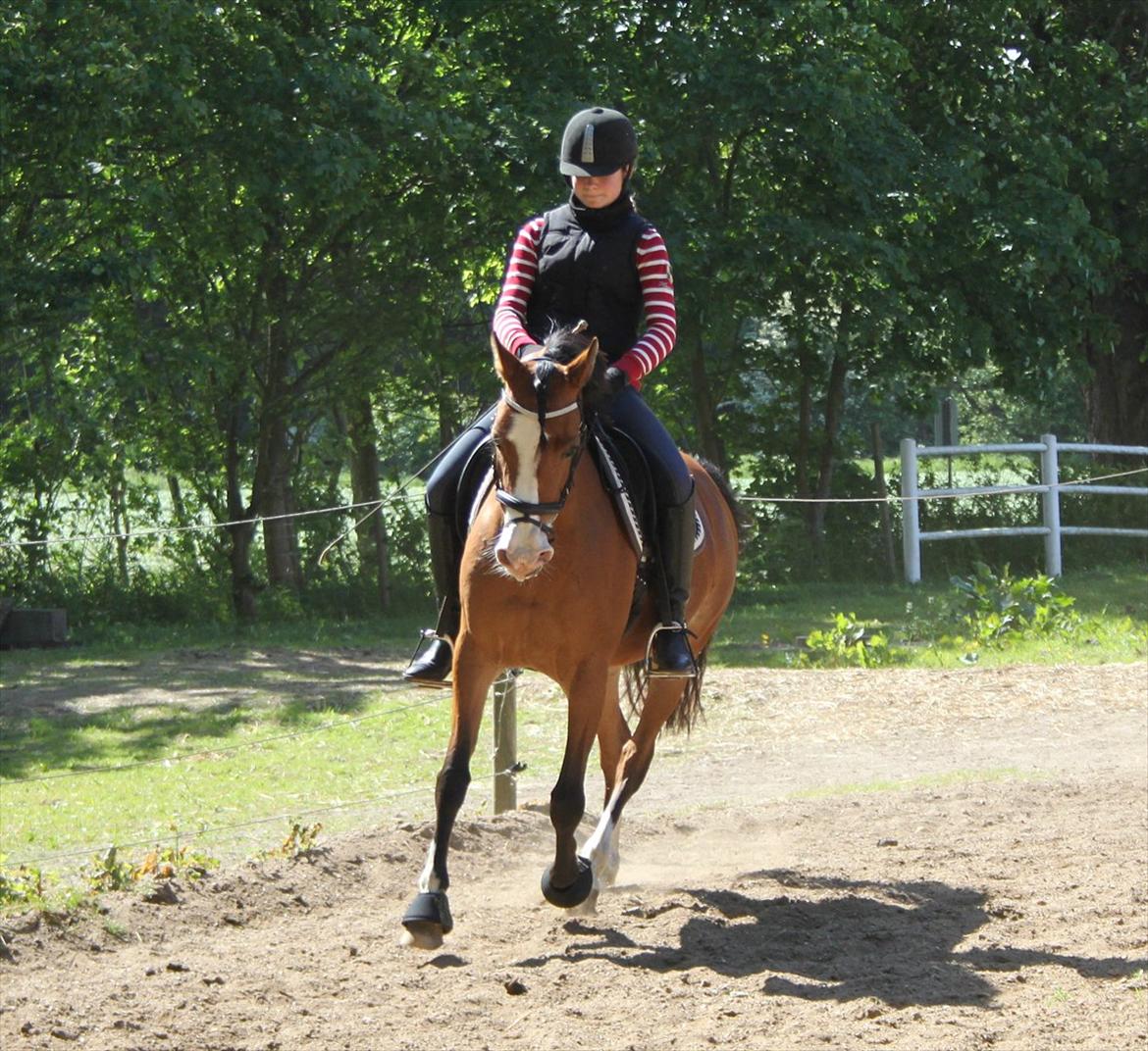 Anden særlig race Millenium Star    -Dressur stjerne<3 - Juni 2012 billede 16