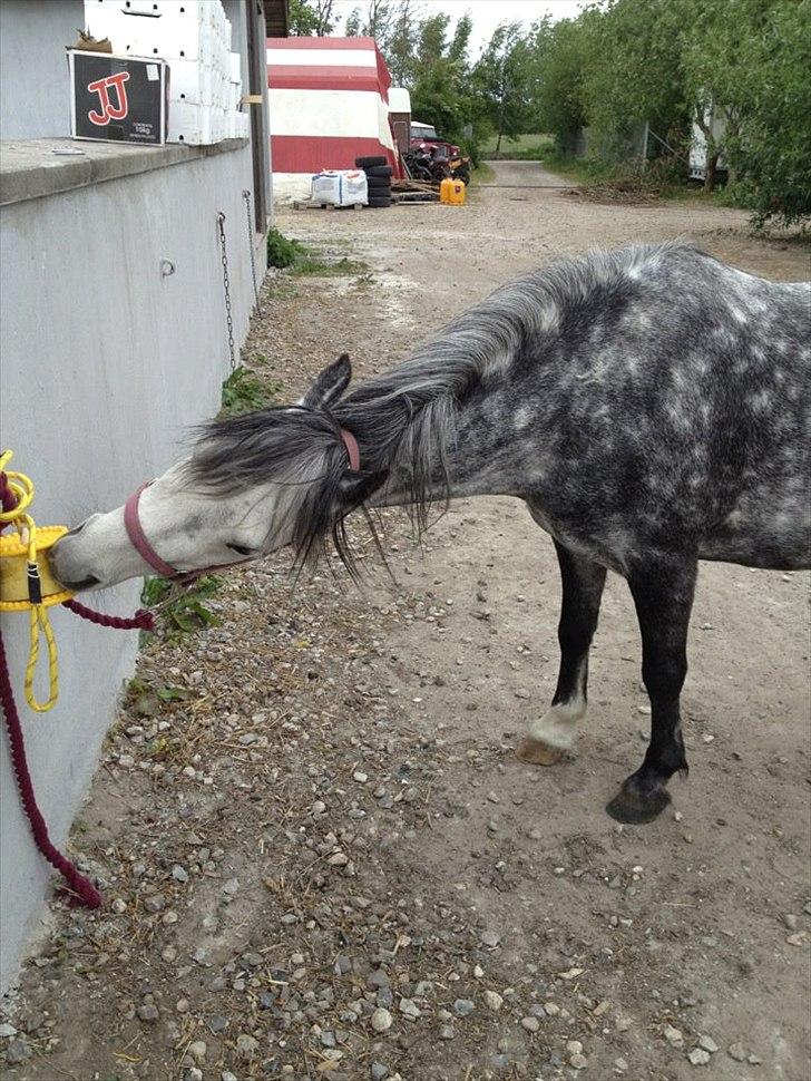Welsh Mountain (sec A) Stampebakkens Nosey <3 billede 10