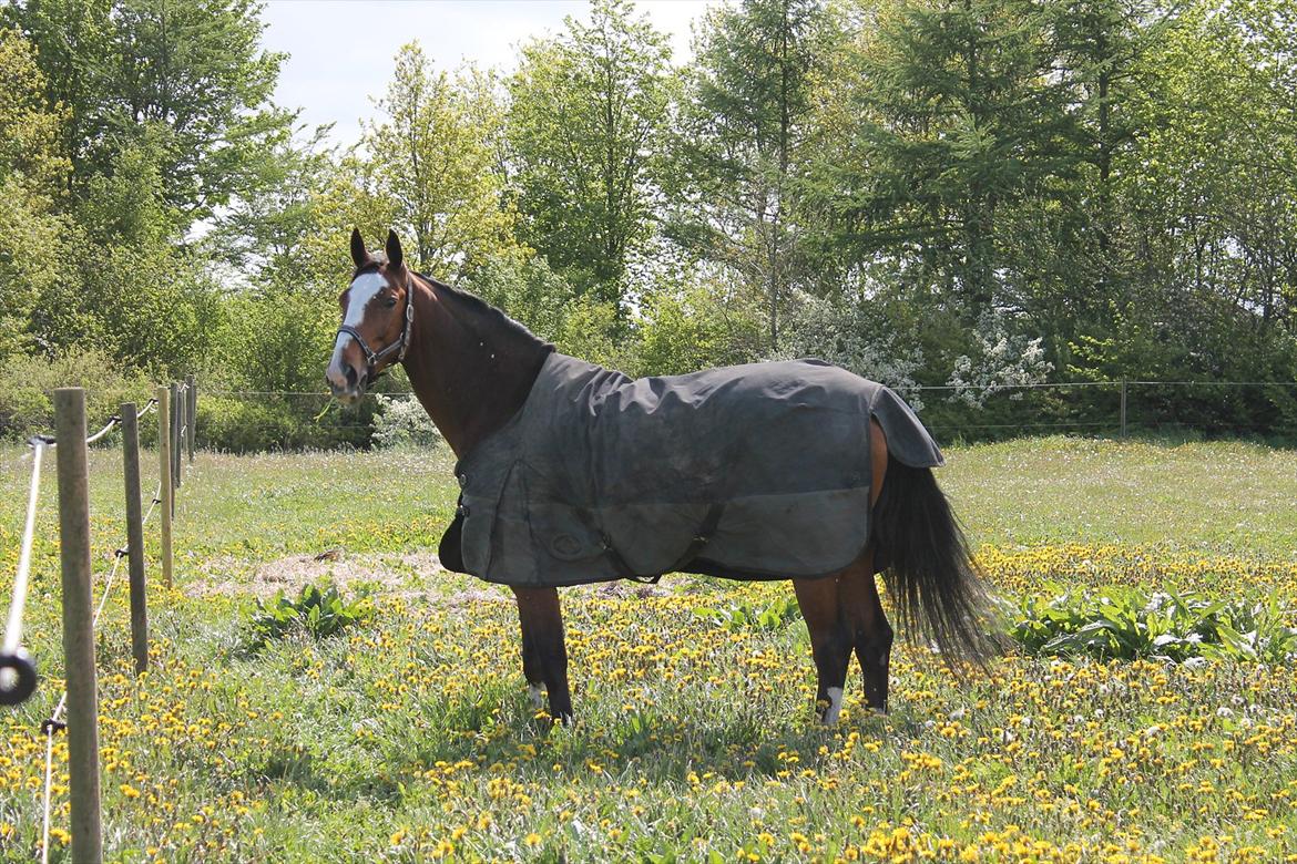 Anden særlig race Atletica - Atletica :D den allerførste dag, første gang på folden billede 13