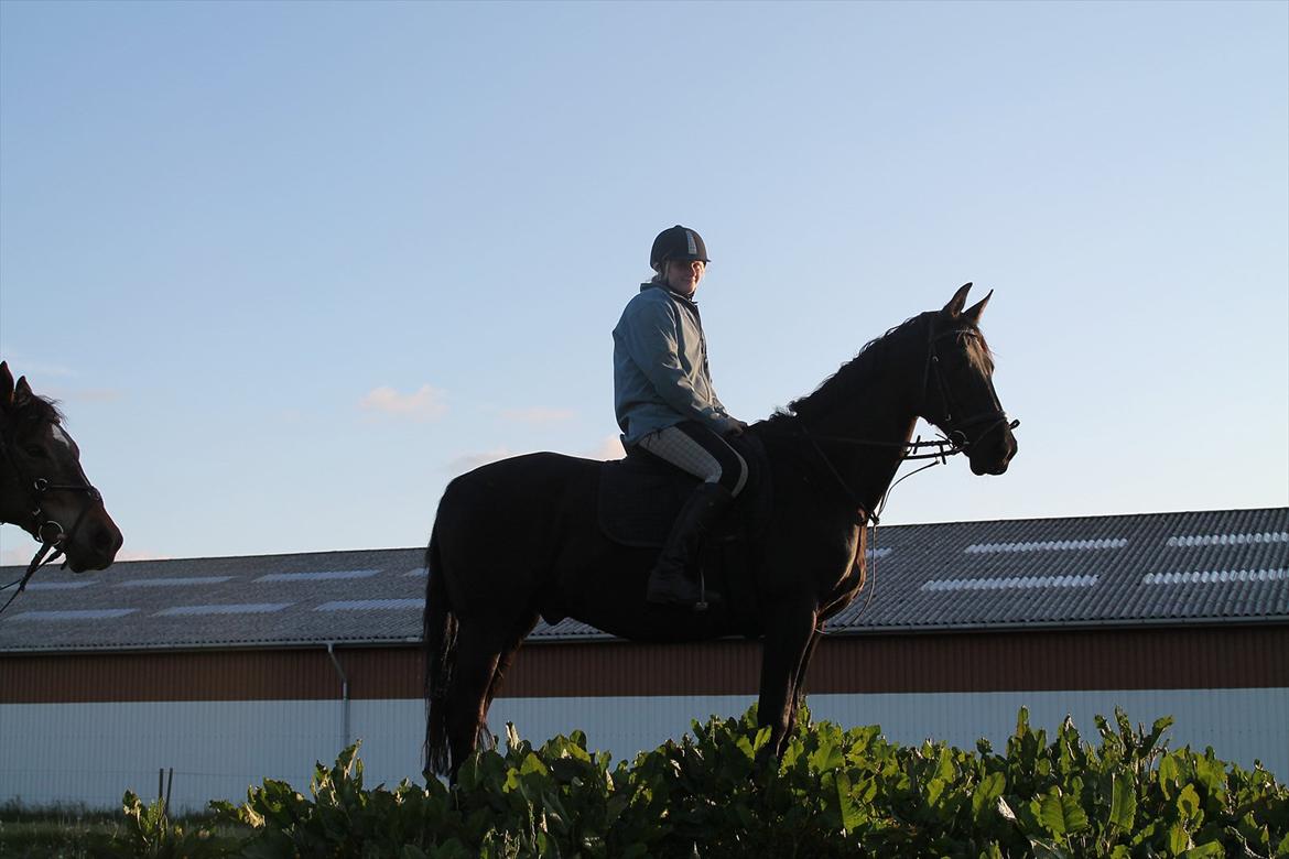 Pinto Thor<3 billede 7