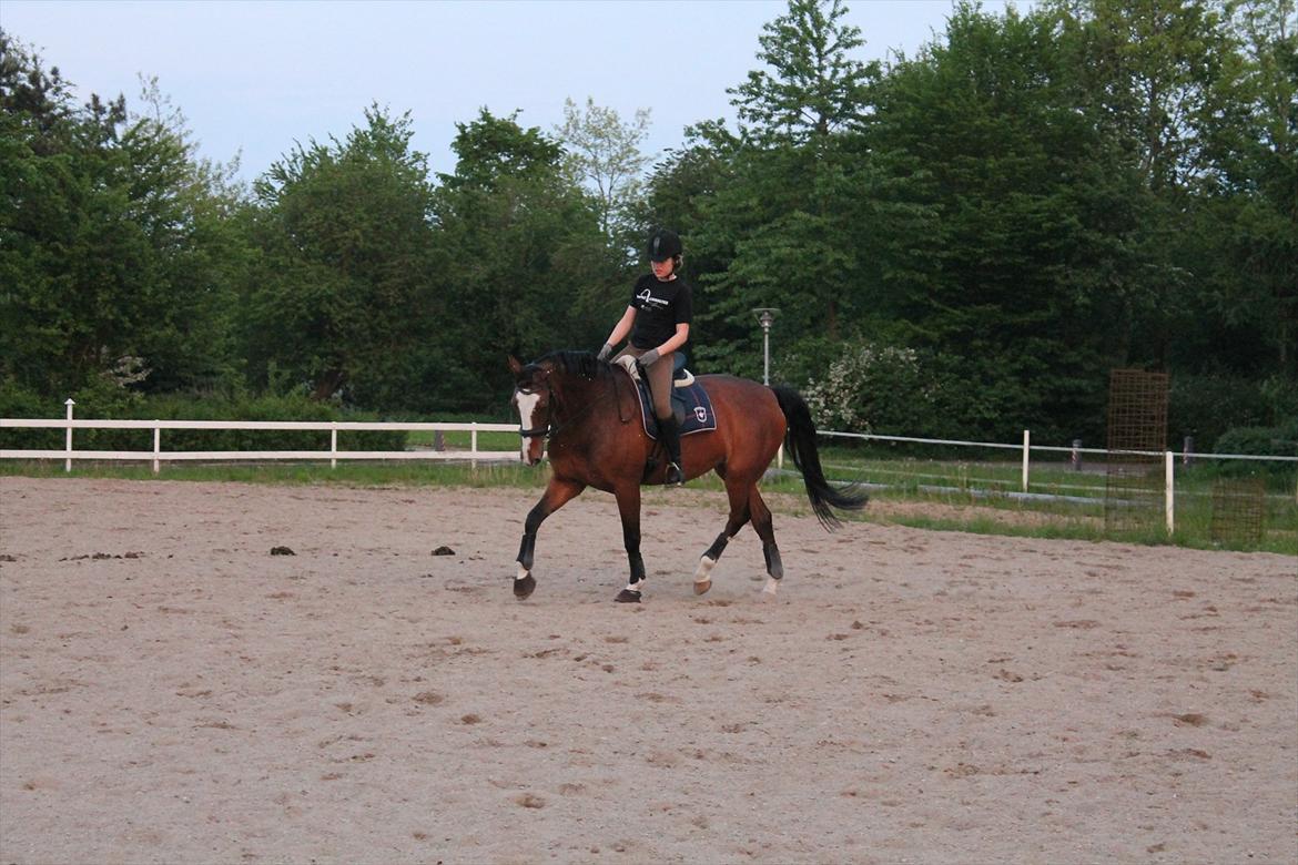 Anden særlig race Atletica - Første dressurtime - med den gamle dressursadel.  billede 14