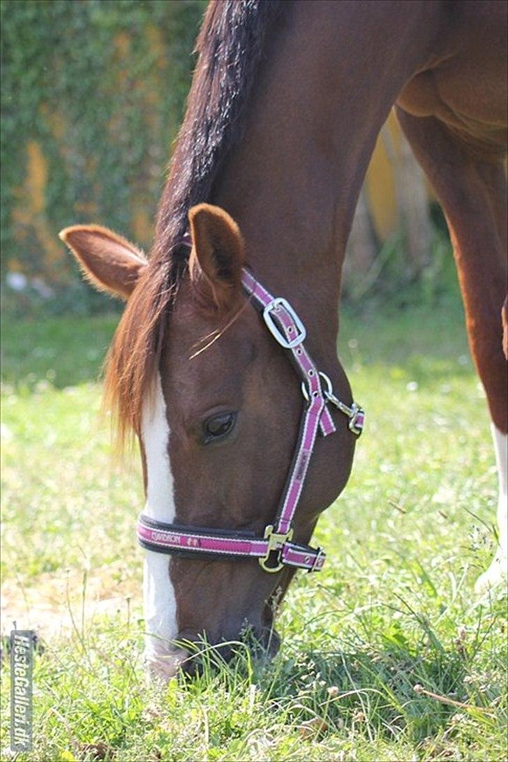 DSP Hope - Juni 2012 billede 8