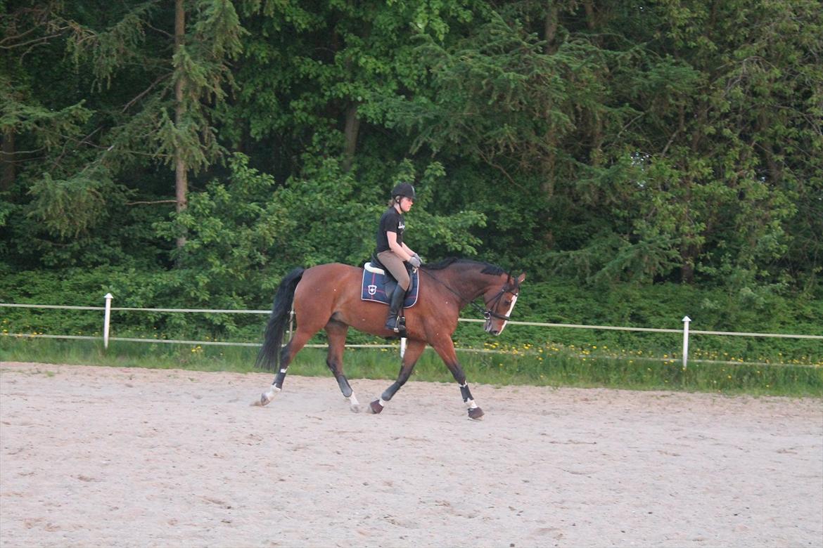 Anden særlig race Atletica - Første dressurtime - med den gamle dressursadel billede 15
