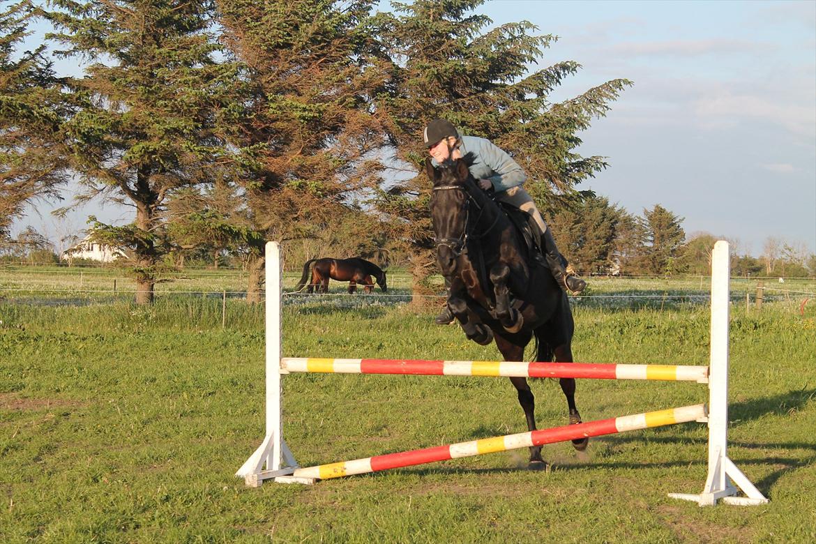 Pinto Thor<3 billede 9