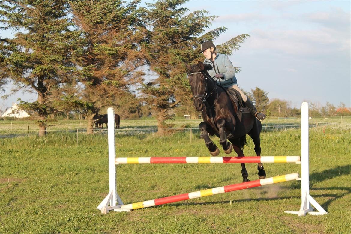 Pinto Thor<3 billede 10