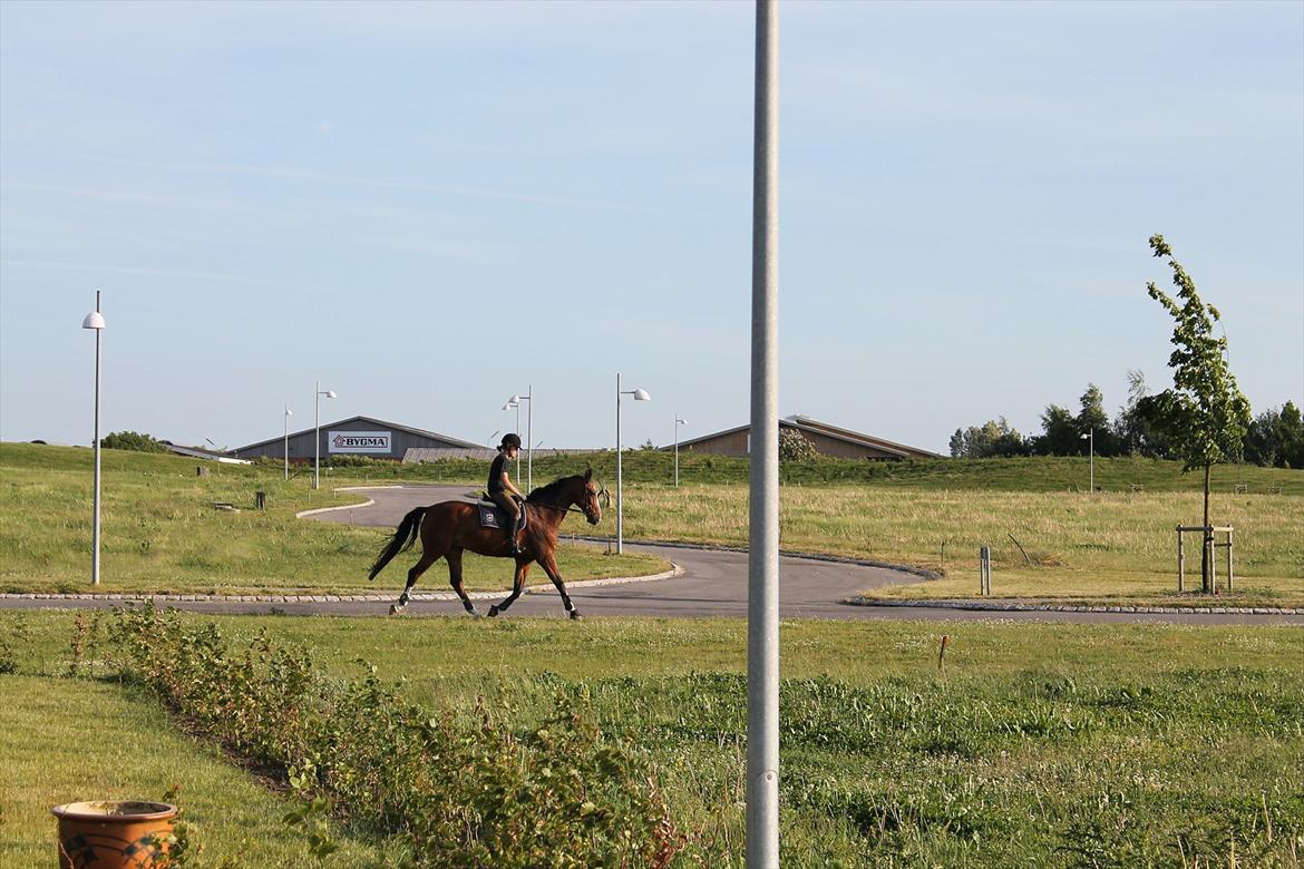 Anden særlig race Atletica - Første gang hjemme :) - også med den gamle dressursadel (fra 2012) billede 17