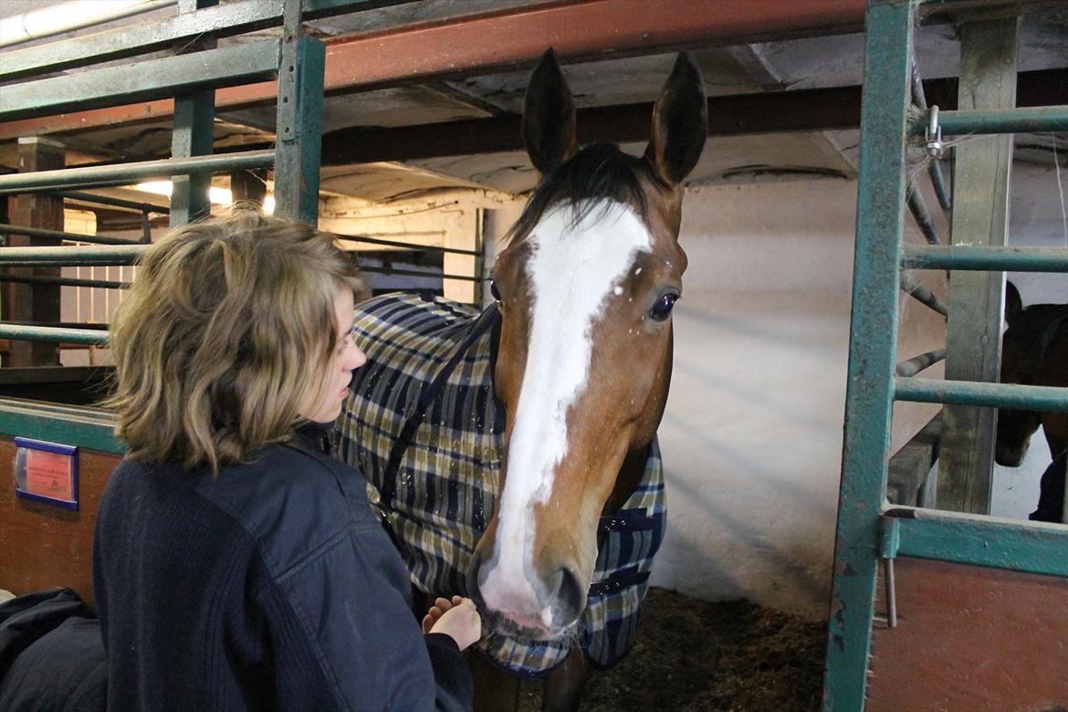 Anden særlig race Atletica - En af de første dage i boksen, for det meste vil hun meget gerne stå og snakke og nusse som her :) billede 18