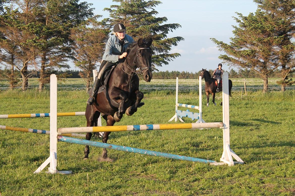 Pinto Thor<3 billede 11