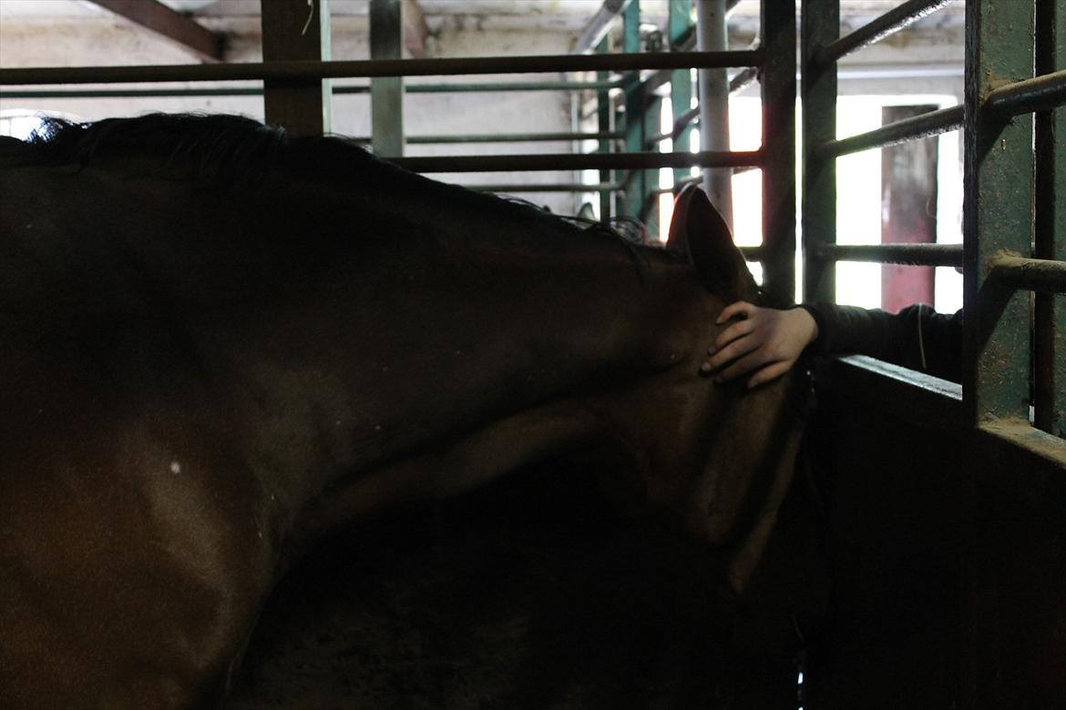 Anden særlig race Atletica - Ørerne er ét af yndlingsstederne at blive kløet :) billede 19