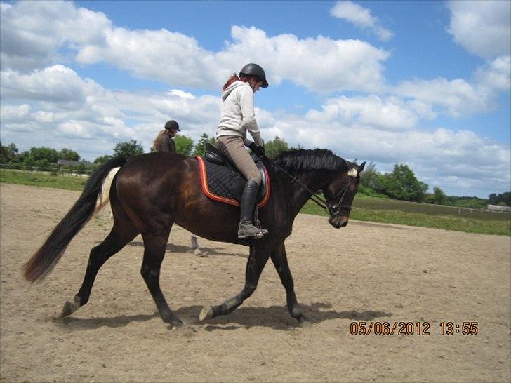 Dansk Varmblod Poppelgaardens Penelope - foto d. 05-06-2012
Jaa min mand er ikke den bedste til at tage billeder :P billede 14