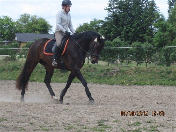 Dansk Varmblod Poppelgaardens Penelope - foto d. 05-06-2012 billede 15