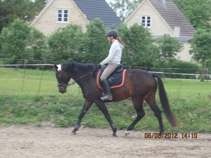 Dansk Varmblod Poppelgaardens Penelope - foto d. 05-06-2012 billede 16