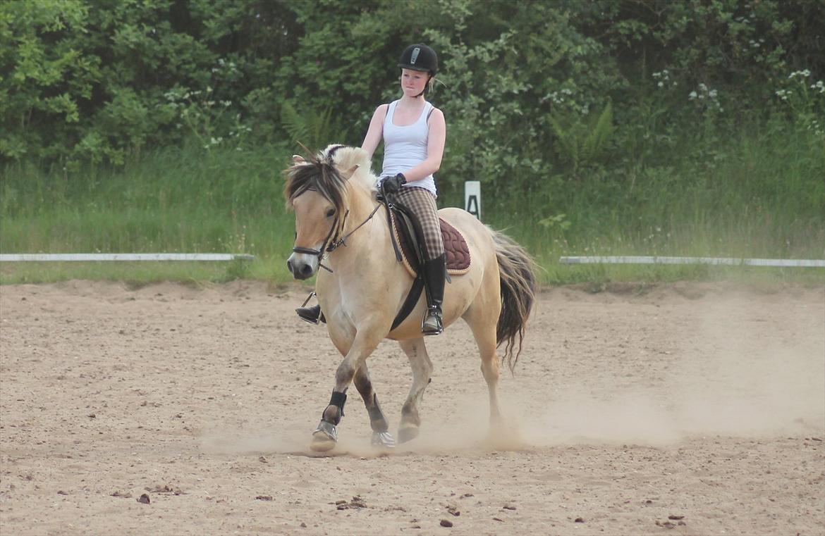 Fjordhest ZEUS *Udlånt* - Dressur træning d. 03-06-2012 <3
Foto: mor billede 17