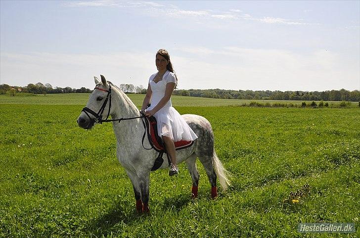 Welsh Pony (sec B) Bjerregård's Manja<3 (MullePiien)<3 - Smukkke<3<3 billede 11