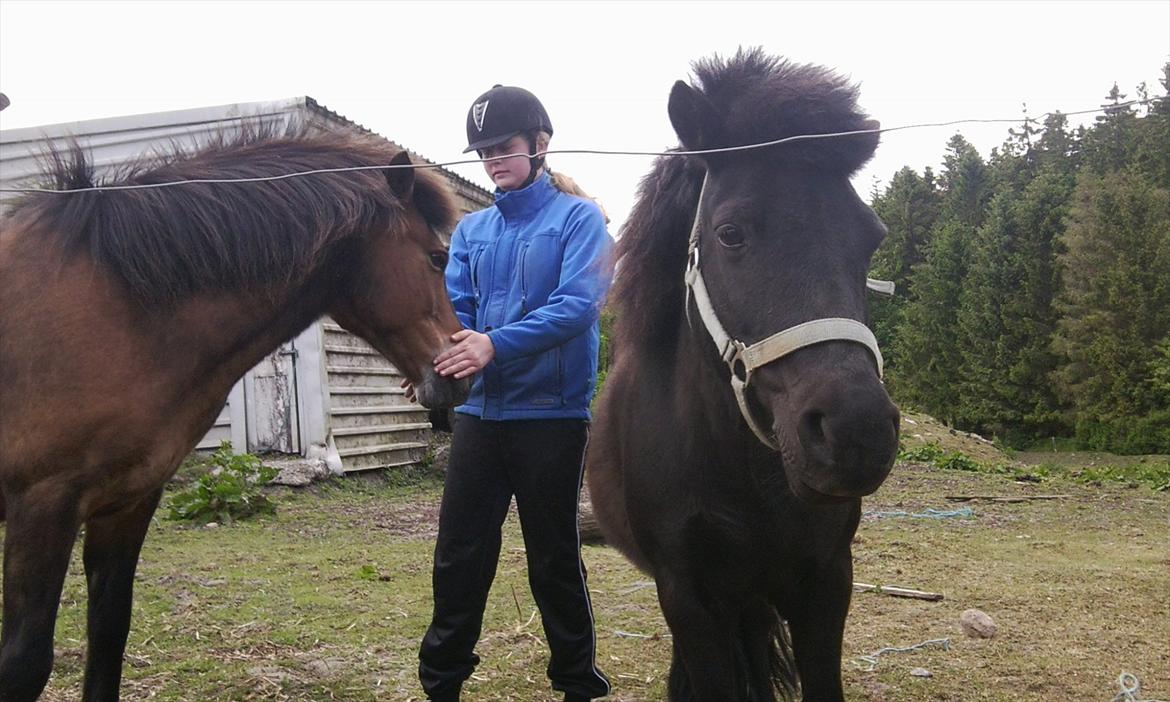 Anden særlig race Misti billede 6