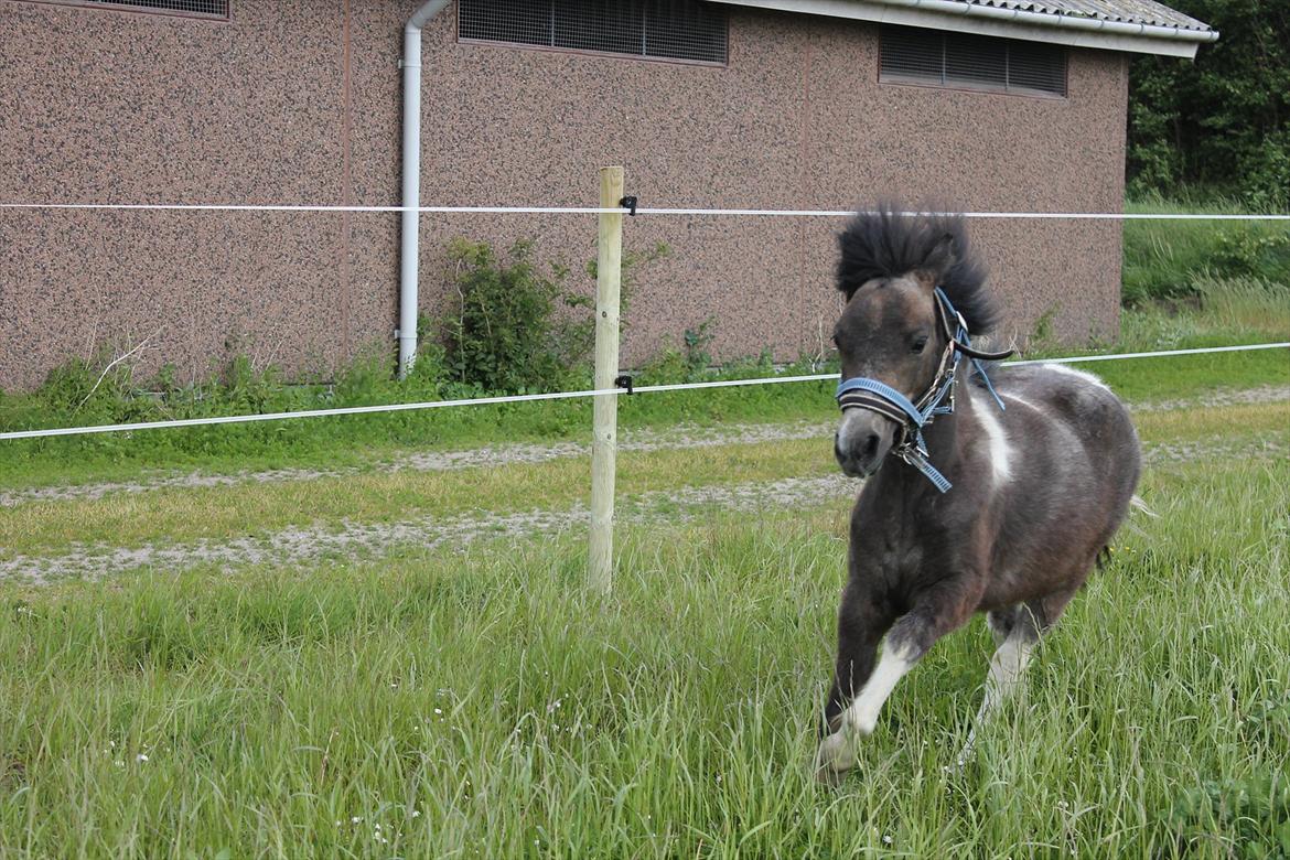 Anden særlig race ~Mister Surprise~ **romkulgen** - Velkommen til min profil! :D billede 1