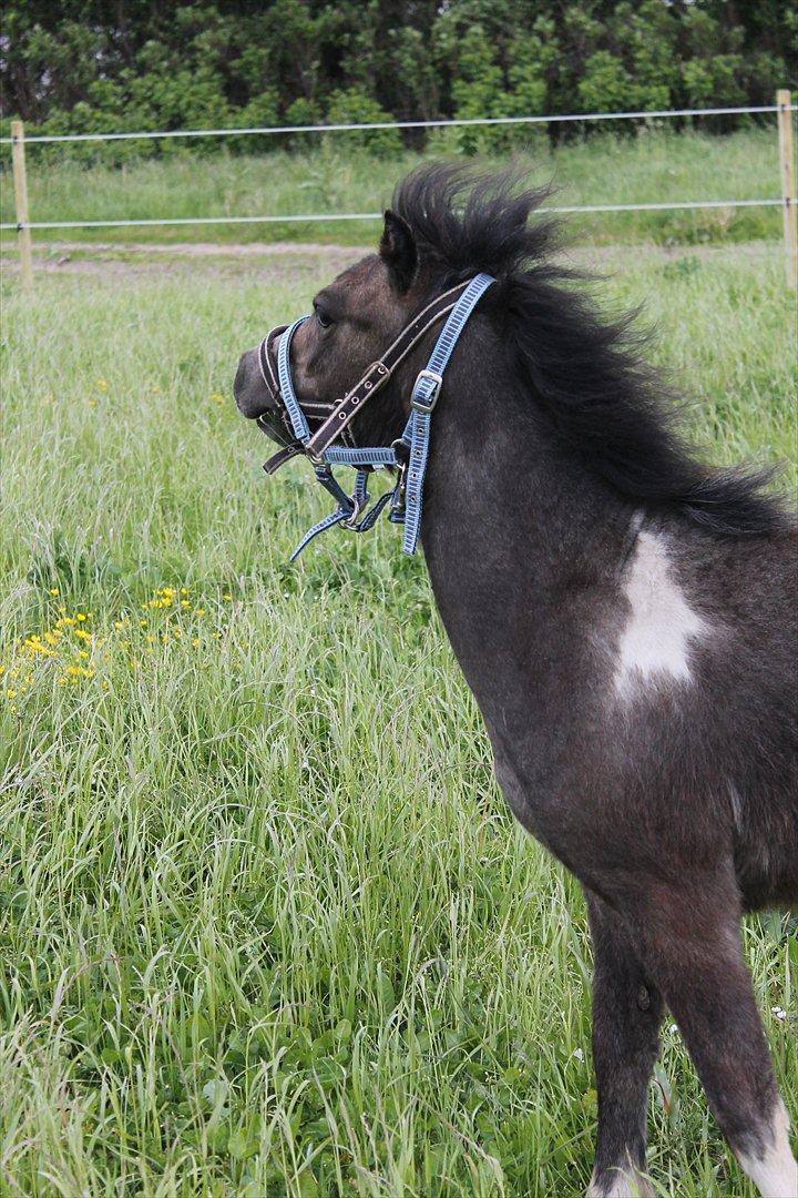 Anden særlig race ~Mister Surprise~ **romkulgen** billede 2